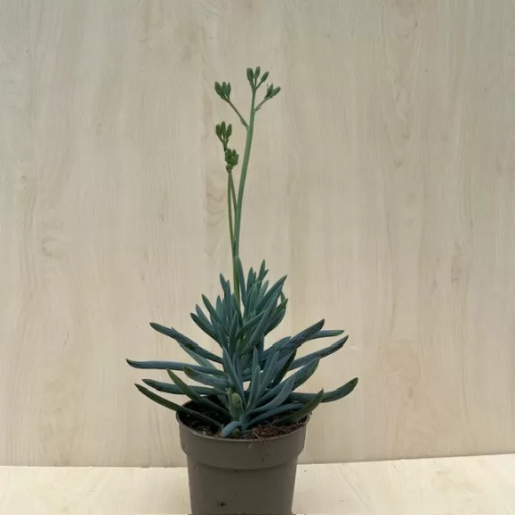 Senecio serpens 'Blue Chalksticks' Senecio serpens 'Blue Chalksticks'