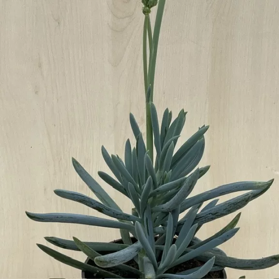 Senecio serpens 'Blue Chalksticks' Senecio serpens 'Blue Chalksticks'