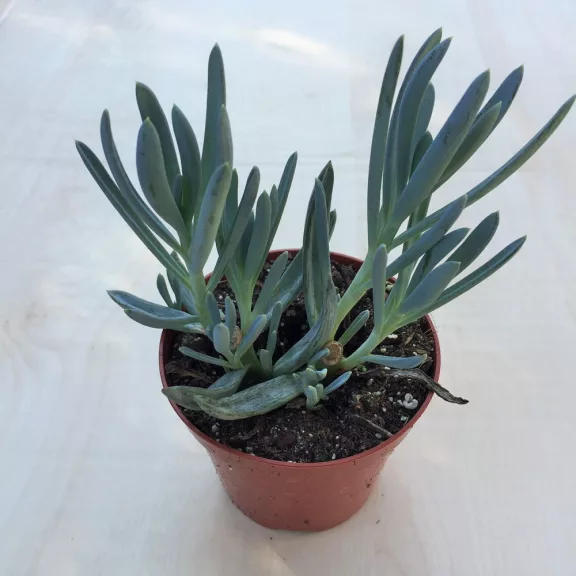 Senecio serpens 'Blue Chalksticks' Senecio serpens 'Blue Chalksticks'
