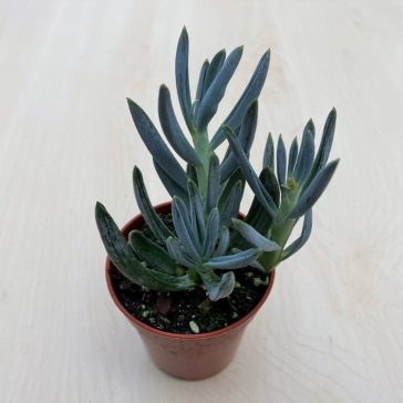 Senecio serpens 'Blue Chalksticks'