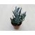 Senecio serpens 'Blue Chalksticks'
