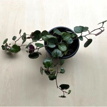 Senecio bryoniifolius