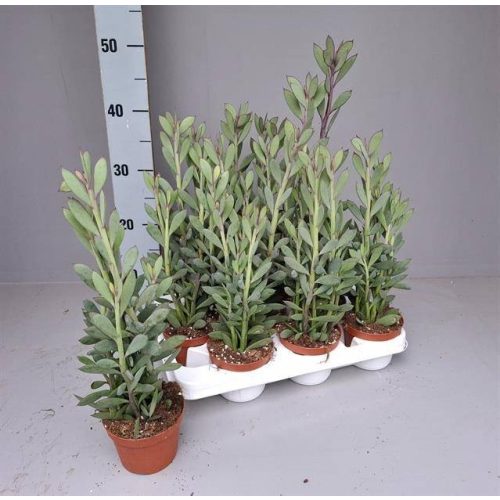 Senecio crassissimus