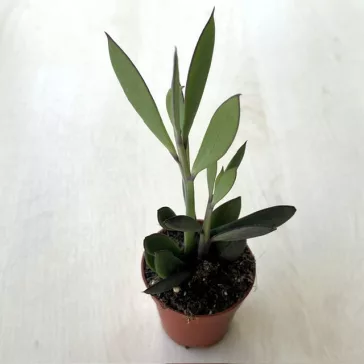 Senecio crassissimus