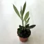 Senecio crassissimus