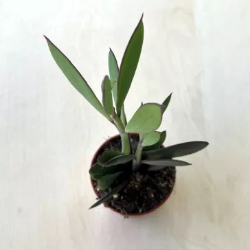 Senecio crassissimus
