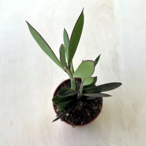 Senecio crassissimus