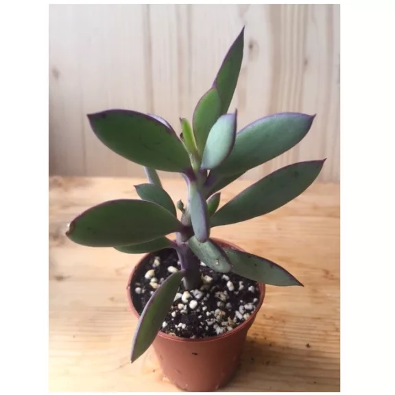 Senecio crassissimus