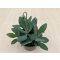 Senecio fulgens 