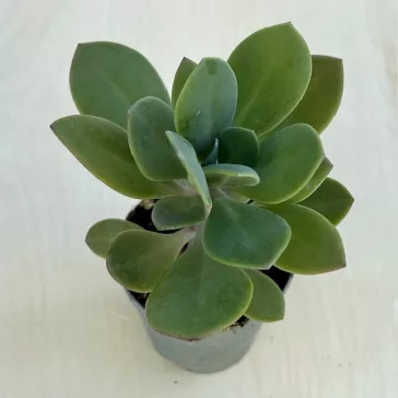 Senecio fulgens