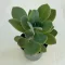 Senecio fulgens