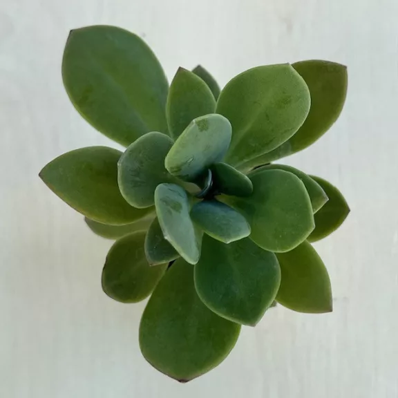 Senecio fulgens