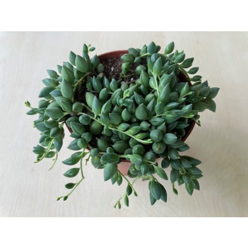 Senecio herreianus
