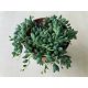 Senecio herreianus