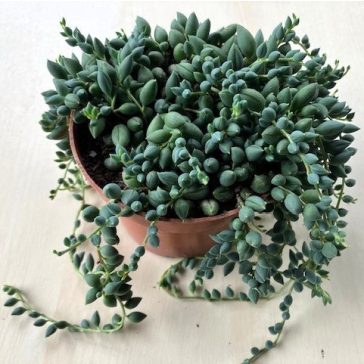 Senecio herreianus