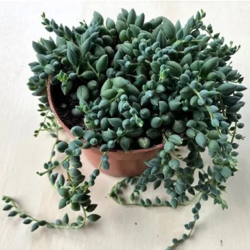 Senecio herreianus