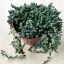 Senecio herreianus