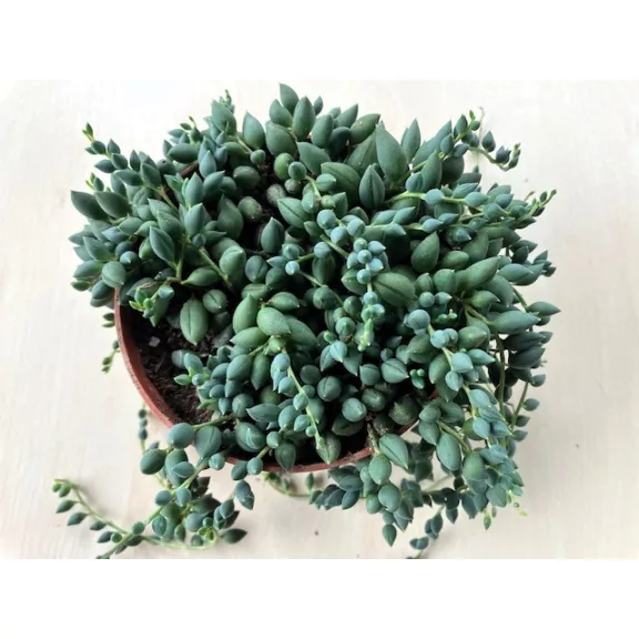Senecio herreianus