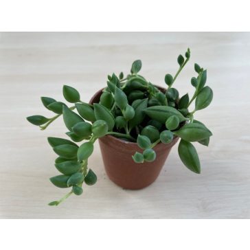 Senecio herreianus