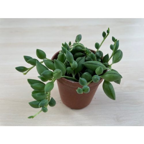 Senecio herreianus