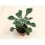 Senecio kleiniiformis