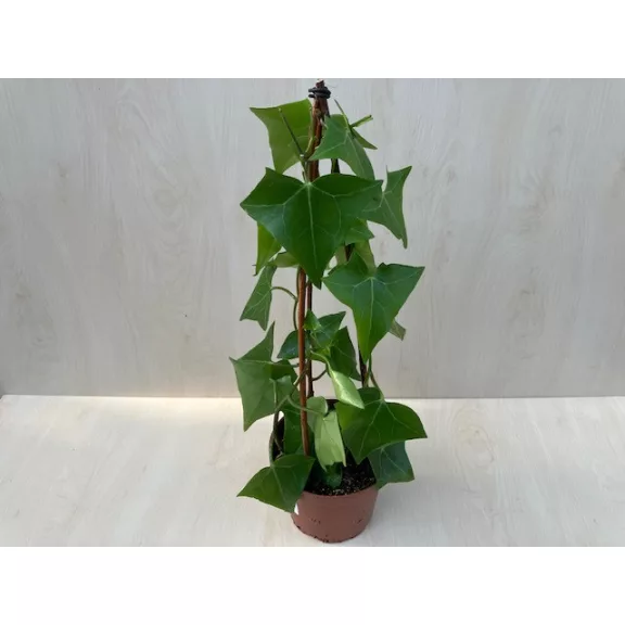 Viaszrepkény - Senecio macroglossus
