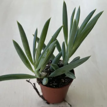Senecio 'Mount Everest'