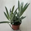 Senecio 'Mount Everest'