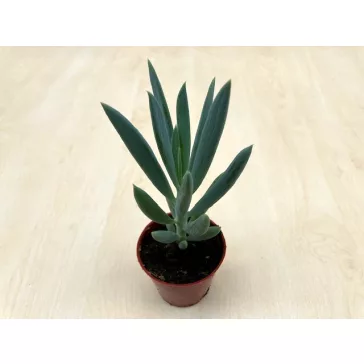 Senecio 'Mount Everest'