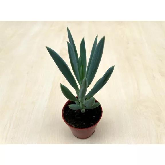 Senecio 'Mount Everest'