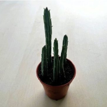 Senecio stapeliiformis - Pickle plant