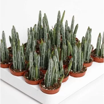 Senecio stapeliiformis - Pickle plant