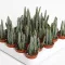 Senecio stapeliiformis - Pickle plant
