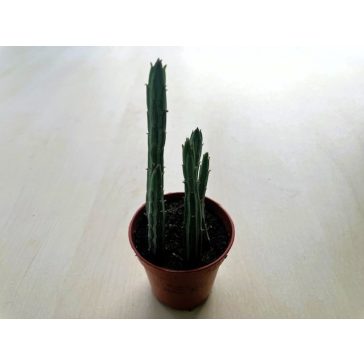 Senecio stapeliiformis - Pickle plant