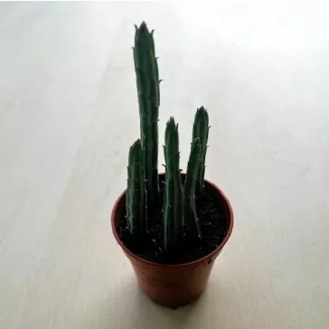 Senecio stapeliiformis - Pickle plant