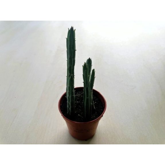 Senecio stapeliiformis - Pickle plant