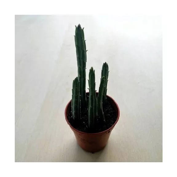 Senecio stapeliiformis - Pickle plant
