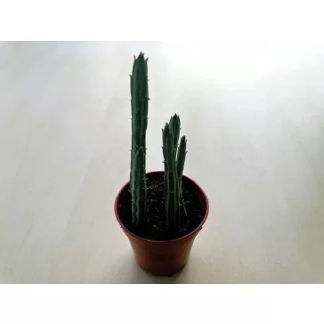 Senecio stapeliiformis - Pickle plant