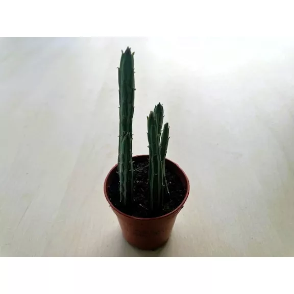Senecio stapeliiformis - Pickle plant