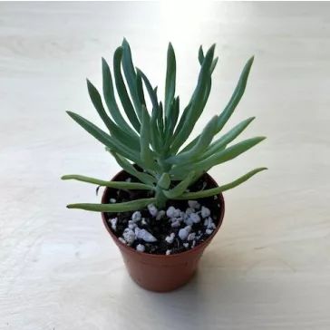 Senecio vitalis