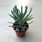Senecio vitalis