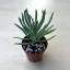 Senecio vitalis
