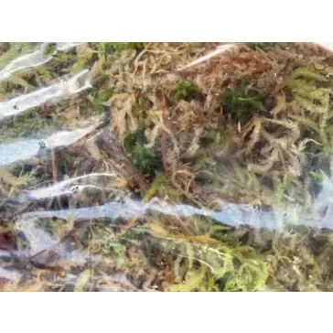 Sphagnum moss 