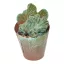Stapelia leendertziae f. cristata