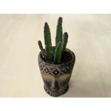 Stapelia leendertziae kaspóval