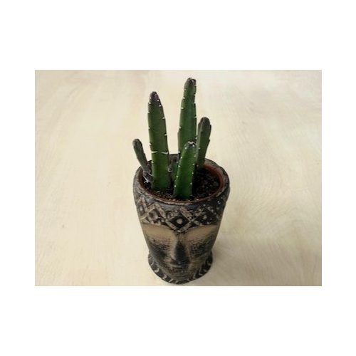 Stapelia leendertziae kaspóval