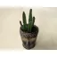 Stapelia leendertziae kaspóval