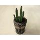Stapelia leendertziae kaspóval