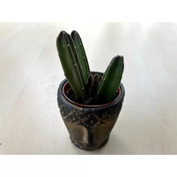 Stapelia leendertziae kaspóval