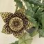 Stapelia sp
